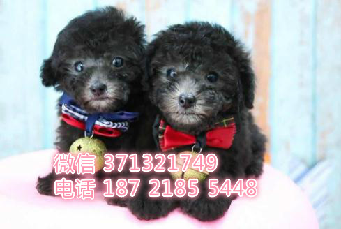 南昌狗狗 泰迪犬出售纯种 南昌犬舍 南昌全国