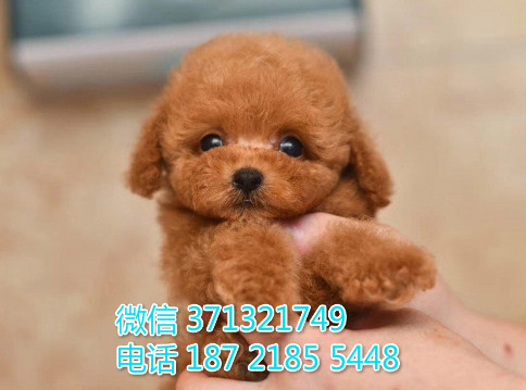 长沙狗狗 泰迪出售纯种幼犬 长沙犬舍 全国发