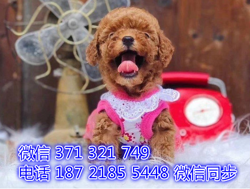 天津全国发货 泰迪犬出售幼犬 天津宠物狗狗促销