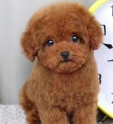 纯种泰迪犬出售 武汉宠物狗犬舍领养宠物狗狗