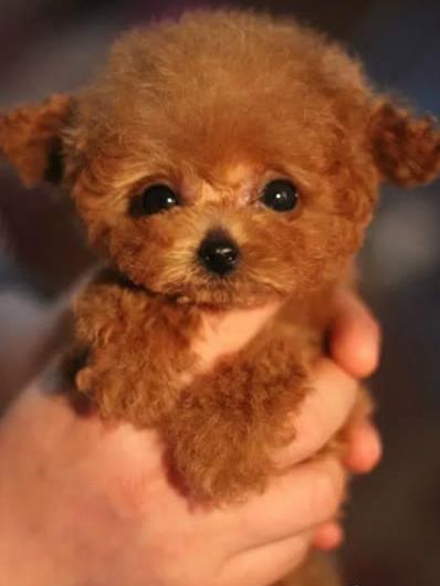 长沙犬舍 出售纯种泰迪犬幼犬 正宗宠物狗狗市场在哪里买健康狗狗