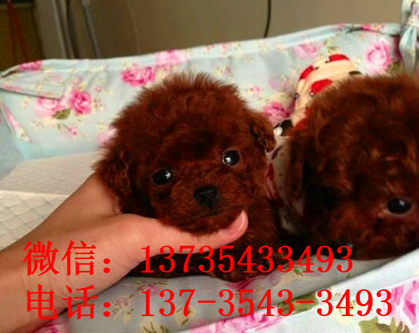 纯种泰迪犬出售 武汉宠物狗犬舍领养宠物狗狗市场在哪里买狗卖狗