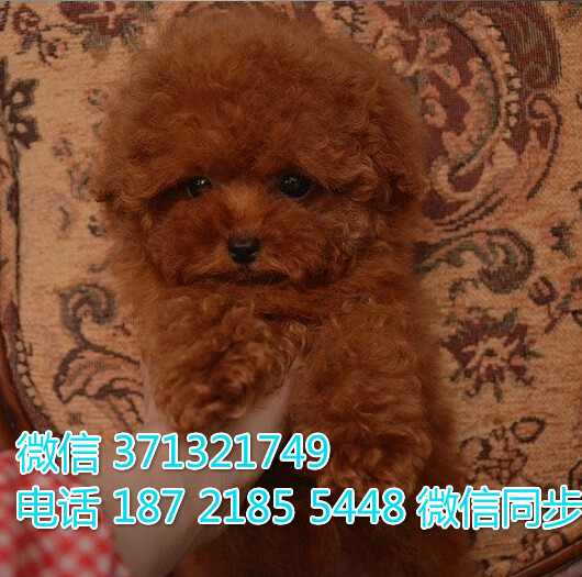 沈阳特惠 宠物 泰迪犬出售 沈阳犬舍狗场在哪里