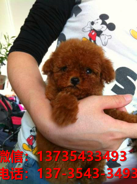 厦门犬舍宠物狗狗出售纯种泰迪犬狗舍哪里有狗