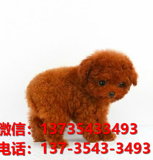 正宗茶杯泰迪犬出售杭州宠物狗狗市场在哪里买