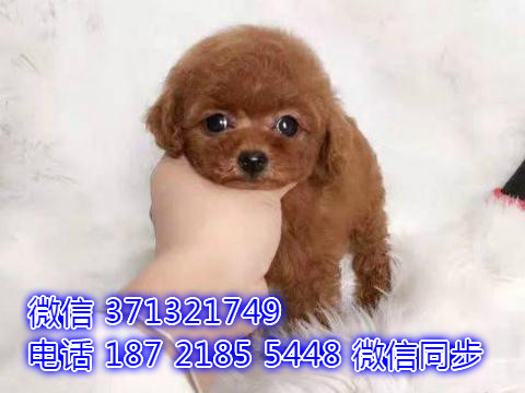 特价泰迪出售纯种幼犬 专业繁殖专业发货 可上门看回