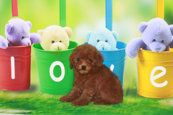 天津宠物狗狗 纯种泰迪幼犬宠物狗狗市场在哪犬舍卖狗地方买狗