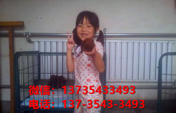 杭州宠物狗狗 纯种泰迪幼犬宠物狗狗市场在哪