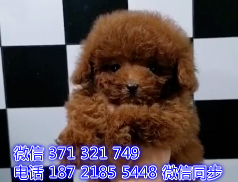 上海宠物狗狗泰迪出售幼犬 全国可以发货渍