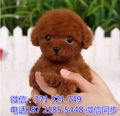 全国特惠泰迪纯种幼犬 支持上门 支持空运汽运