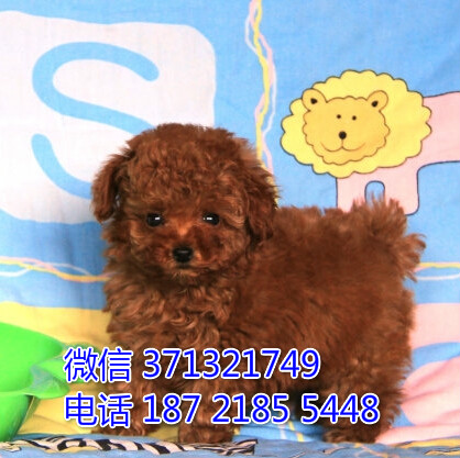 宠物狗狗泰迪全国可以发货 犬舍繁殖 包健康账