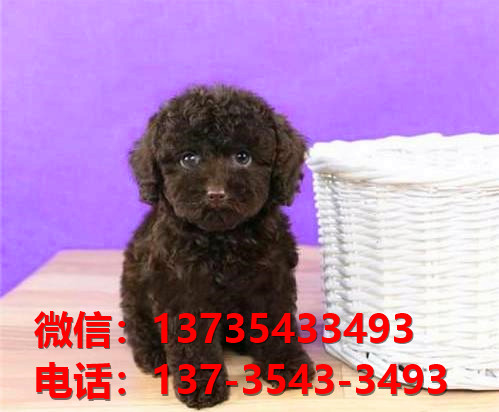 江西宠物狗狗犬舍出售纯种泰迪犬茶杯泰迪狗市