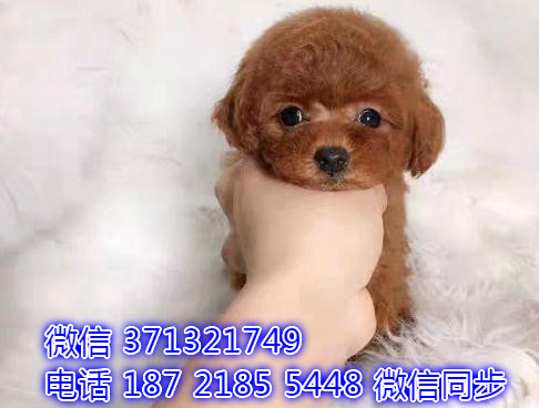 特价泰迪出售纯种幼犬 专业繁殖专业发货 可上门看疚