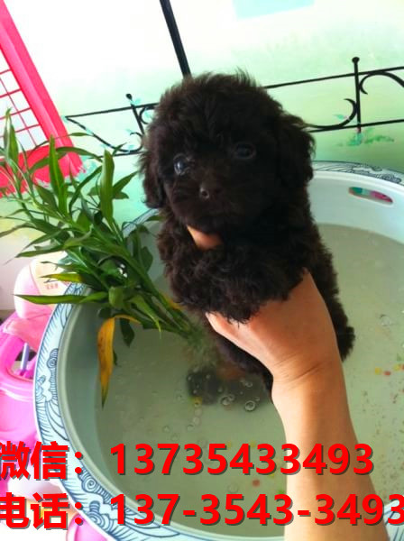 济南宠物狗狗 纯种泰迪幼犬宠物狗狗市场在哪