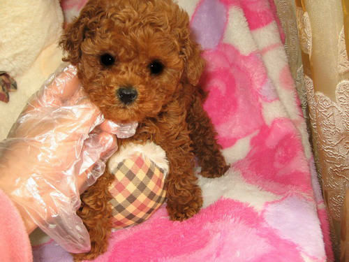 天津宠物狗狗 纯种泰迪幼犬宠物狗狗市场在哪犬舍卖狗地方买狗