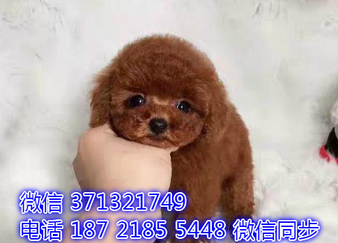 特价泰迪出售纯种幼犬 专业繁殖专业发货 可上门看绿