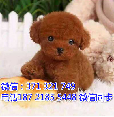 全国特惠泰迪纯种幼犬 支持上门 支持空运汽运 包健康底