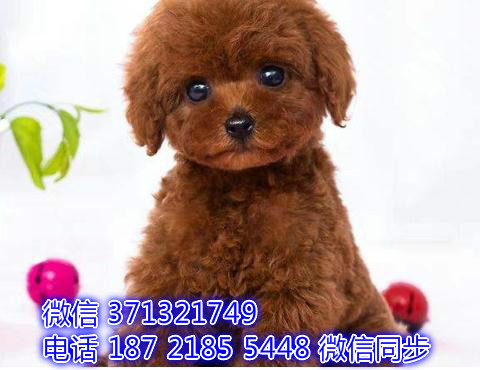 宠物市场 哪里有宠物泰迪犬，精品小型中型大型