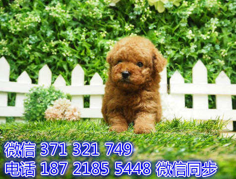 泰迪宠物买卖 宠物市场 宠物狗狗图片宠物网缸