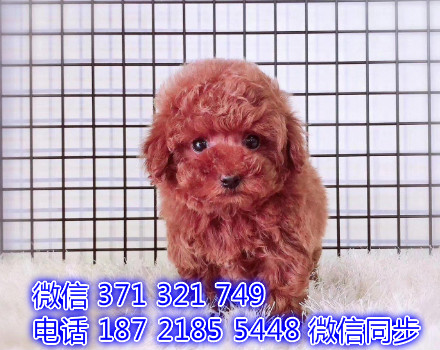 犬舍直销，哪里有宠物泰迪犬，精品小型中型大型犬