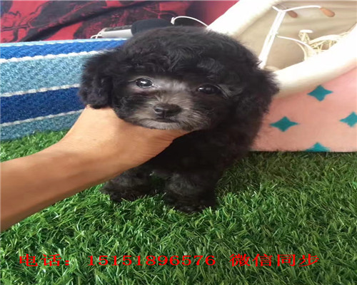 南宁花泰迪怎么卖的 南宁白色泰迪价格 南宁灰