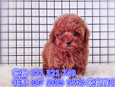 犬舍直销，哪里有宠物泰迪犬，精品小型中型大型犬狗狗良