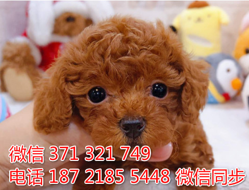 犬舍泰迪纯种幼犬出售 犬舍直泰迪 犬舍狗场宠物狗鼐