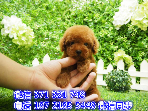 泰迪宠物买卖 宠物市场 宠物狗狗图片宠物网唇