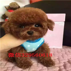  平顶山哪里能买到纯种茶杯犬纯种茶杯犬价格