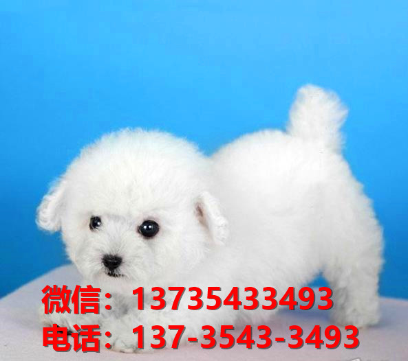 南宁哪里有泰迪犬出售卖狗买狗地方有狗市场犬