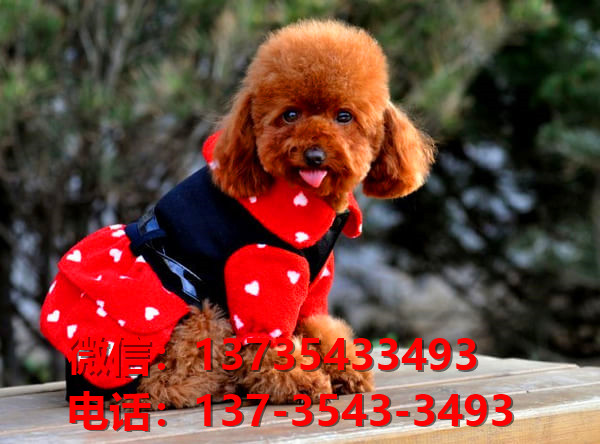 镇江宠物狗狗犬舍出售纯种泰迪犬幼犬卖狗地方