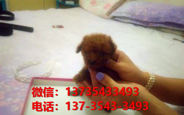 淮南宠物狗狗犬舍出售纯种泰迪犬幼犬卖狗买狗地方在哪里有狗市场