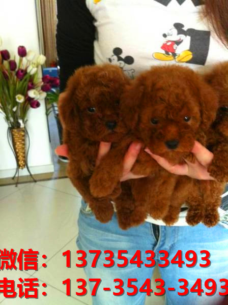 威海宠物狗狗犬舍领养纯种泰迪犬网上卖狗买狗地方在哪有狗市场