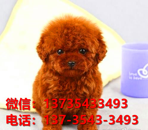 萍乡宠物狗狗犬舍出售纯金泰迪幼犬网上买狗卖