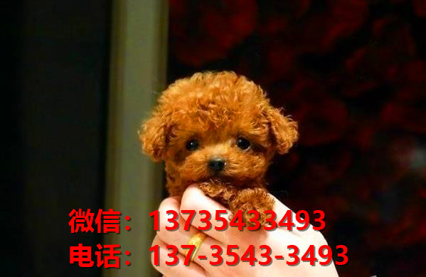 威海宠物狗狗犬舍领养纯种泰迪犬网上卖狗买狗