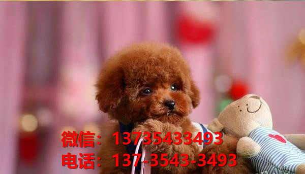 日照宠物狗犬舍领养纯种泰迪犬网上买狗卖狗地