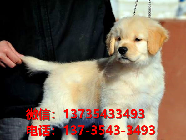 黄石宠物狗犬舍出售纯种泰迪犬买狗卖狗网站在