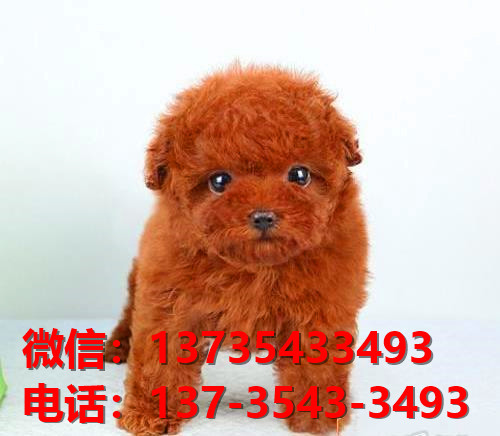 十堰宠物狗犬舍出售纯种泰迪犬卖狗买狗网站在哪有狗市场