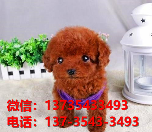 百色宠物狗犬舍出售纯种茶杯泰迪犬网上卖狗买