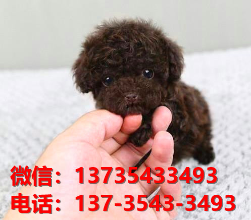 汕头宠物狗汕头犬舍出售纯种泰迪犬卖狗买狗网