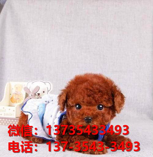 汕尾宠物狗犬舍出售纯种茶杯泰迪犬网上卖狗买狗地方在哪有狗市场