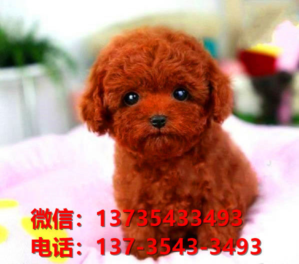 昭通宠物狗狗犬舍出售纯种茶杯泰迪犬卖狗买狗领养狗市场在哪