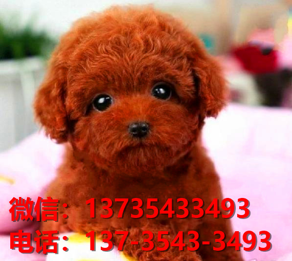 达州宠物狗犬舍出售纯种迷你泰迪犬网上买狗卖