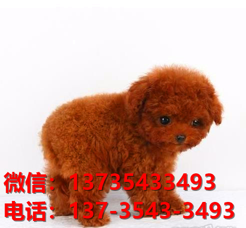 丽江宠物狗狗犬舍出售纯种茶杯泰迪犬卖狗买狗地方在哪有狗市场