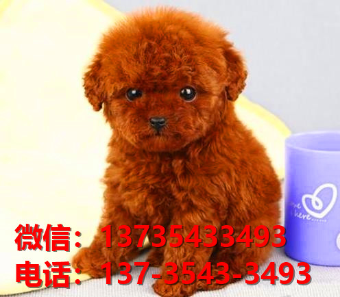 乐山宠物狗犬舍出售纯种茶杯泰迪犬网上卖狗买