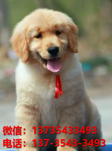 西安宠物狗狗犬舍出售纯种茶杯泰迪犬卖狗买狗