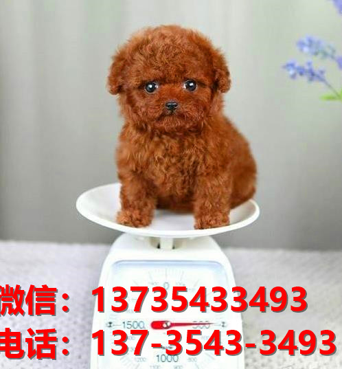 丽江宠物狗狗犬舍出售纯种茶杯泰迪犬卖狗买狗地方在哪有狗市场