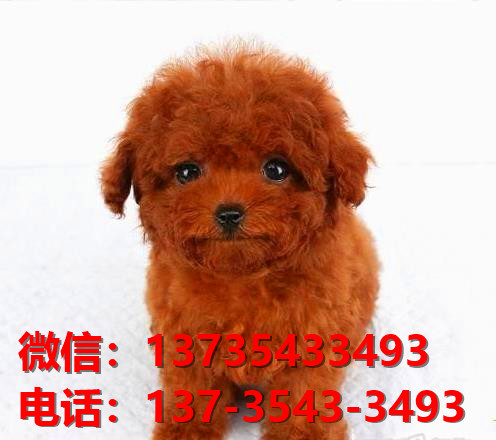 丽江宠物狗狗犬舍出售纯种茶杯泰迪犬卖狗买狗