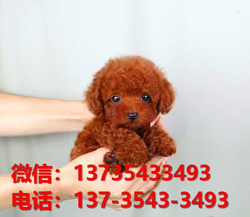 长沙宠物狗狗犬舍出售纯种泰迪犬卖狗买狗地方