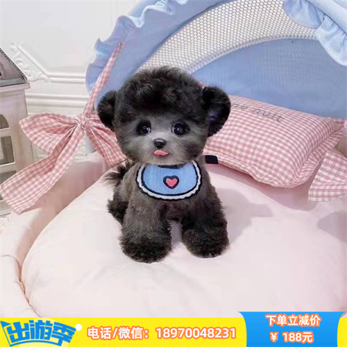 武汉纯种灰泰迪 武汉本地宠物出售 欢迎上门挑